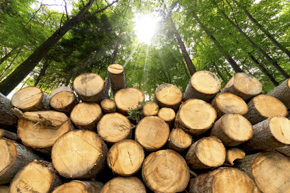 Waldzustandsbericht 2018 kommt zu besorgniserregendem Ergebnis – Steinbach: Forstwirtschaft kommt an ihre Grenzen