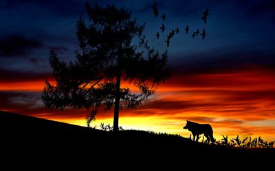 Wolfsleben und Schutz der Weidetiere in Einklang bringen           